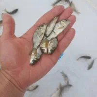 فروش بچه ماهی کپور امور