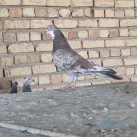 سرور ریشی اتیشی