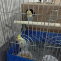 فروش پرنده