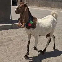 شاه بز پتیری پاکستانی گوش بلند آبستن سنگین