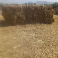 پوشال برنج