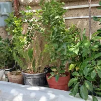 گل...|گل و گیاه طبیعی|نیشابور, رحمت آباد|دیوار