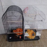 قفس پرنده