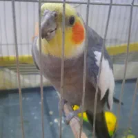 عروس هلندی نر سخنگو