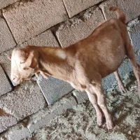 نر گهره