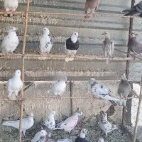 کبوتر پرشی