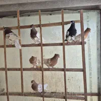 کبوتر کله دار و شش تا گرفتنی
