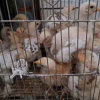حدود 30 جوجه برهما پاپری 1 ماهه 30روزه