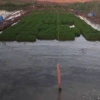 سینی نشا
