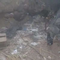 بوقلمون