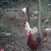 خروس محلی  اورگانیک
