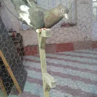 کفترسرک طافته ای کله قهوه ای دمسفیدشعمک تخت
