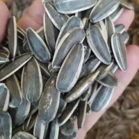 تخمه خام افتاب گردان
