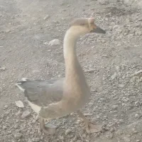 قوغاز نر