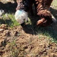 فروش ۴ راس بره افشاری