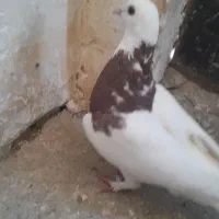 کبوتر ساده و سوسکی نر طوقی ماده سینه صید
