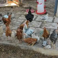 مرغ 100تا صد تومن