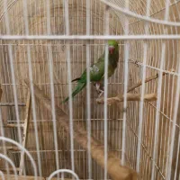 طوطی ملنگو