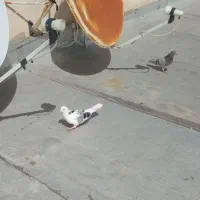 کبوتر  سفید