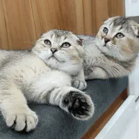 دو عدد گربه اسکاتیش بریتیش
