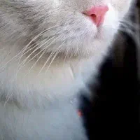 سرپرست دائمی و باتجربه