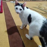 حیوان خانگی