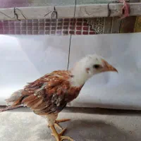 جوجه لاری و مرغ نیمچه