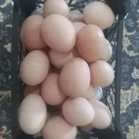 تخم مرغ محلی