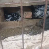 مرغ کرچ