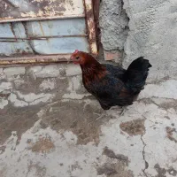 مرغ تخم گزار
