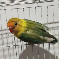 اسباب بازی. *کوتوله پاربلو نر بالغ*