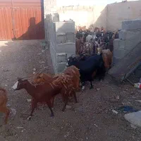 ۴۰ راس بز شیر
