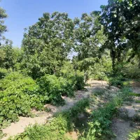 باغ-وباغچه