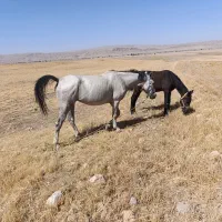 اسب|اسب و تجهیزات اسبسواری|سوری, |دیوار