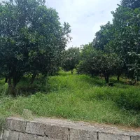 ۱۲۰۰مترباغ پرتقال