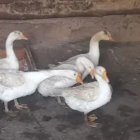 فروش ۵ عدد قوغاز