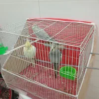 عروس هلندی نرو ماده
