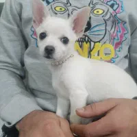 سگ پامرین و شی واوا