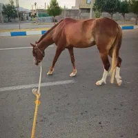 اسب مادیون ترکمن