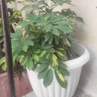 گل طبیعی با گلدان