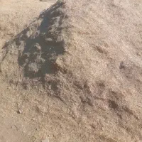کاه گندم