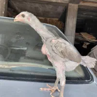 جوجه اوشامو