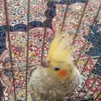 عروس هلندی مرواریدی