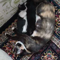 واگذاری گربه