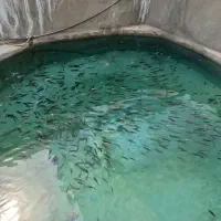فروش تعدادی ماهی تیلا پیلا