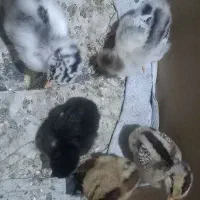 جوجه زیرمرغی یک هفته ای