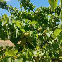 کارگر ماهرتراشیدن علف باغ و یونجه بادستگاه کف قیمت
