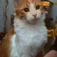 گربه نژاد DLH