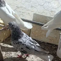 سرور دم سفید نر