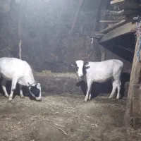 گوساله سیمتال دو عدد ماده